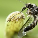 zika